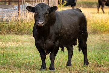 Bull Leasing Services