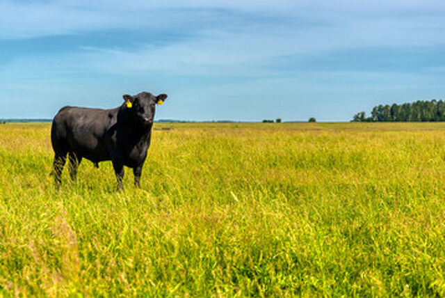 Bull Leasing