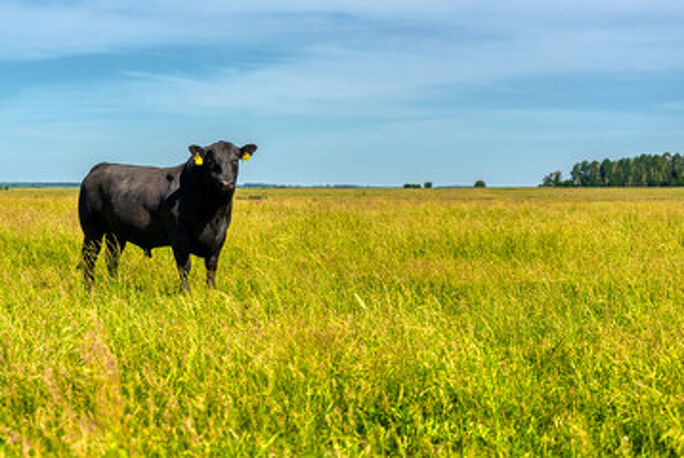Bull Leasing