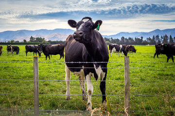 Carry Over Cows Services