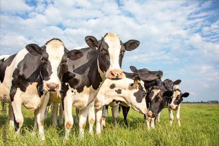 Heifer Grazing Services
