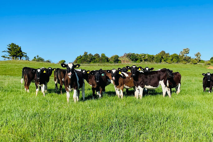 Weaner Grazing
