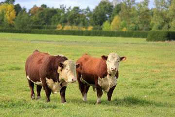 Hereford Bull Leasing Services