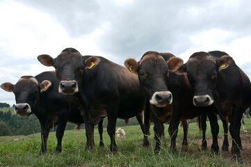 Jersey Bull Leasing Services