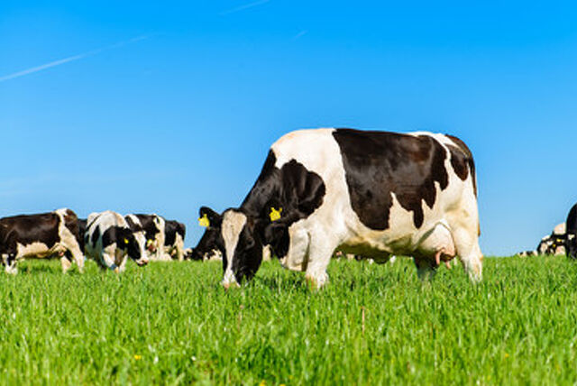 Winter Cow Grazing