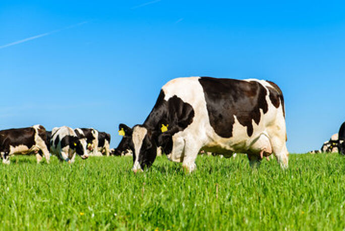 Winter Cow Grazing