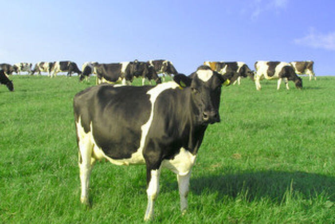 Carry Over Cows