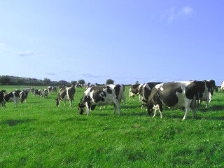Winter Cow Grazing Services